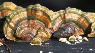 Mushrooms of British Columbia  8  Turkey Tails [upl. by Lohrman223]