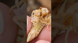 Can you eat cicadas [upl. by Ed]