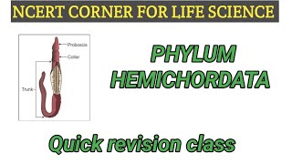 Hemichordata phylum Animalkingdom Quick revision class Target NEET2024 NcertBiology [upl. by Gnuhc934]