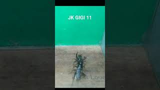 Jangkrik Gigi 11 sebelas II weird bugs insect life [upl. by Eldoria]