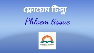 ফ্লোয়েম টিস্যু  Phloem tissue  চিত্র [upl. by Fotina8]