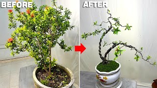 Prune and shape a bushy flowering bush Turn it into a graceful bonsai tree [upl. by Lisha]