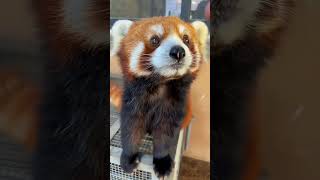 Red Panda The Cutest Pet Ever [upl. by Yboc]