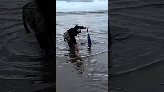 Digging razor clams in the surf [upl. by Aicirtel]