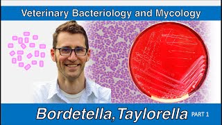 Bordetella and Taylorella Part 1  Veterinary Bacteriology and Mycology [upl. by Card714]