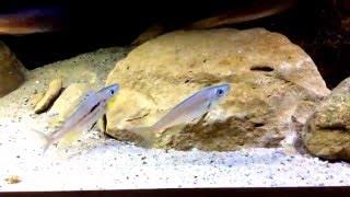 Benthochromis Males [upl. by Dnaltroc]