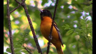 Baltimore Oriole Calling In Upper Michigan [upl. by Niwred302]