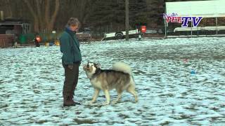 Alaskan Malamute Informationen zur Rasse [upl. by Tecu]