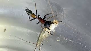 Ant mimicking spider Myrmarachne formicaria hunts a silverfish Lepisma [upl. by Yate]