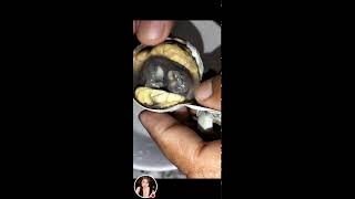 Balut a Fertilized egg embryo well known as 1 exotic food in ph [upl. by Necyrb]