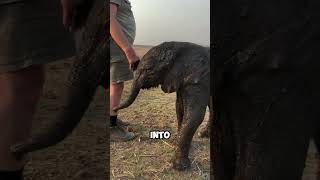 Heroic Rescue Baby Elephant Saved from Drowning in Mud animals animal animalrescue rescue [upl. by Carlson722]