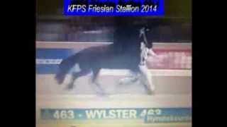 KFPS Friesian Stallion WYLSTER 463 Hengstenkeuring 2014 Google Exclusive [upl. by Hearsh651]