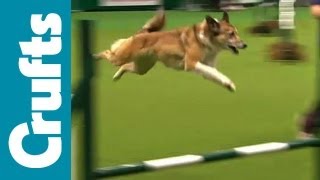 Agility  Team  Medium  Semi Finals  Crufts 2012 [upl. by Torrin]