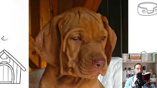 Vizsla Dog Temperament price how to choose facts care [upl. by Hael]