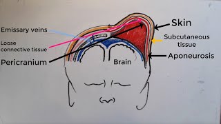 Caput Succedaneum V Cephalohematoma  a comprehensive explanation [upl. by Theadora]