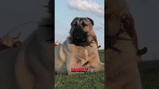 Meet the Kangal Unveiling the Character of This Mighty Breed shorts [upl. by Talanta987]