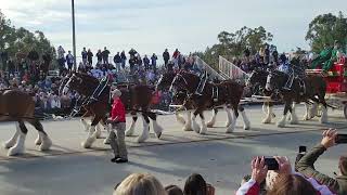 The Rose Parade 2023 Budweiser Clydesdale horses Pasadena California New Years [upl. by Ziguard838]