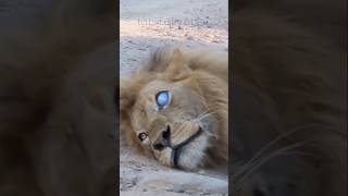 Lion vs Lion  The Last Moments of the Kings of Serengeti [upl. by Carmena559]