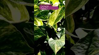 Pothos Plant Care Tips 🌿  Quick Guide [upl. by Adilen651]