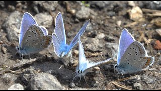 Modrásek jehlicový Polyommatus icarus [upl. by Cyrill]