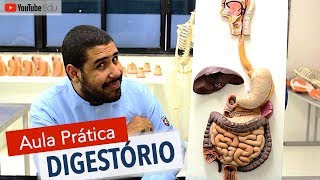 Sistema Digestório 55 Aula prática com Wedson Vilanova  Anatomia etc [upl. by Ennoirb]