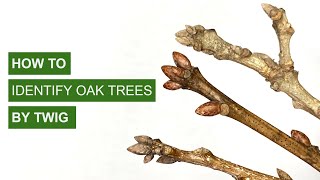 How to Identify Oak Trees By Twigs [upl. by Verene]