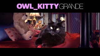 Thank U Next  starring my cat OwlKitty [upl. by Talanian]