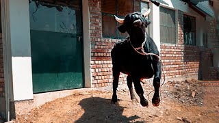 Iss se pehle jo is bull ke saath hua woh aap soch nahi sakte  Animal rescue vlog [upl. by Ahsa762]