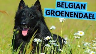 Belgian Groenendael  TOP 10 Interesting Facts  Belgian Sheepdog [upl. by Nahama]