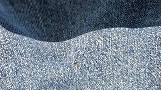 Tick vs permethrin [upl. by Daryn266]