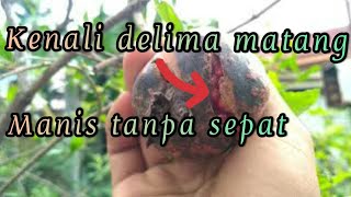 buah delima matang  ciri ciri buah delima matang di pohon [upl. by Airrehs]