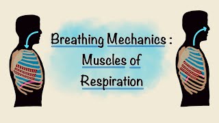 Muscles of Respiration  Breathing Mechanics  Respiratory Physiology [upl. by Aitnyc]