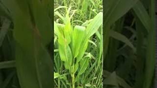 Hay cover crop mix [upl. by Everson510]