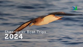 BirdLife Malta Shearwater Boat Trips 2024 🐦 [upl. by Ennahoj]