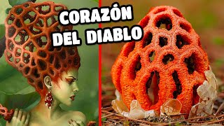 El hongo jaula roja corazón del diablo o CLATHRUS sus CURIOSIDADES y CARACTERÍSTICAS 🍄😱 [upl. by Cinelli]