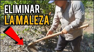 La Mejor Manera de Eliminar la Maleza de Nuestras Plantas Huerto o campo de Cultivo [upl. by Droc]