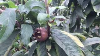 Medlar Tree in the Permaculture Garden [upl. by Nurse]