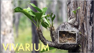 MYRMECODIA the infamous antplant with an ant colony in a vivarium [upl. by Nodnol]