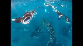 Hanifaru Bay  Baa Atoll  Maldives 2018  whale sharks amp manta rays [upl. by Konstance606]