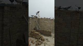 Pigeons New Home 🏡 💕 kabotar youtube viral shorts trending yt whatsapp newvideo [upl. by Amadas788]