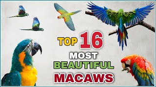 16 most beautiful macaws on planet earth  Types of macaw  Macaw species  Macaw parrot [upl. by Evans]