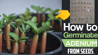 The best way to germinate Adenium Arabicum from seeds अडेनियम के बीज कैसे उगाए [upl. by Maurene]