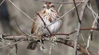 Song Sparrow Calling [upl. by Anilegnave]