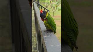 Fast Bird Coconut Lorikeet lorikeet fast bird coconut cute beautiful nature wildlife HA71194 [upl. by Ahseina]