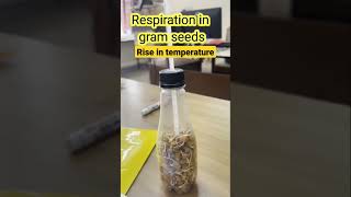 Respiration in gram seeds experiment  Rise in temperature  श्वसन क्रिया में उष्मा का उत्पन्न होना [upl. by Mussman]