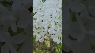 White Lilac  Syringa Vulgaris [upl. by Aititel]