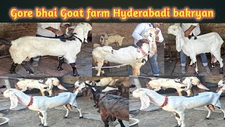 Gore bhai Goat farm Hyderabadi bakriyan Available ballaguda Lbhgoat [upl. by Gavriella]