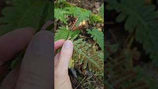 The common polypody Polypodium vulgare nature fern plants [upl. by Shandy]