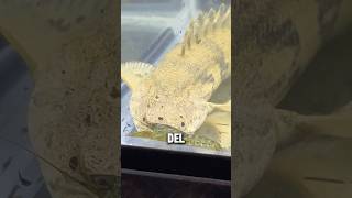 Pez Bichir ¡Comiendo crustáceos 🦞🐠😮‍💨 bettafishtanks peces aquariumtanks acuario fishtanks [upl. by Toy]