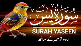 Surah Yaseen  Surah Yaseen With Urdu Translation  Episode  552 [upl. by Atinauj]